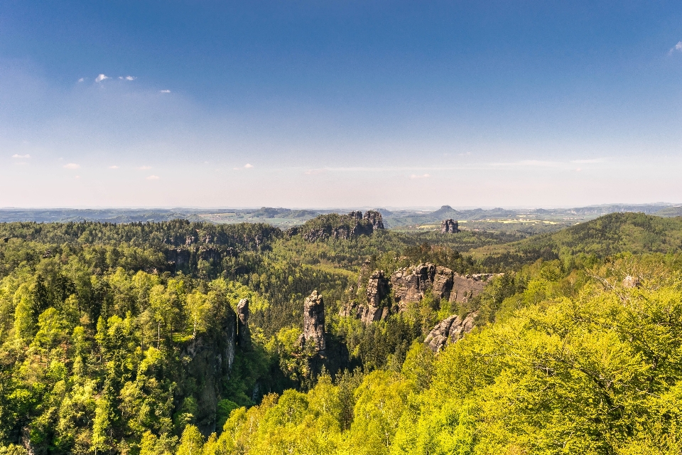 風景 木 森 rock