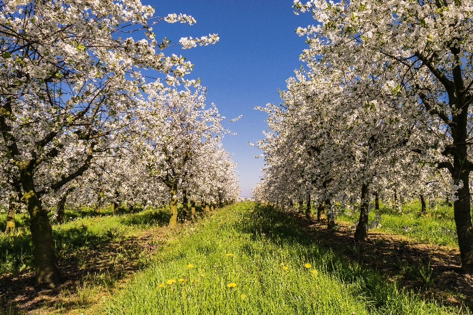 Apple árbol naturaleza rama