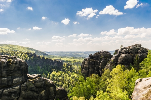 Foto Paisagem árvore natureza floresta