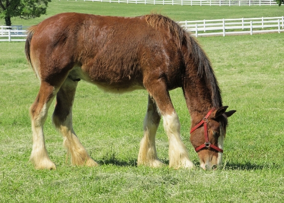 Grass fence field farm Photo