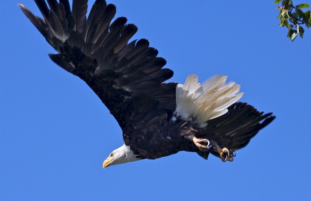 Nature bird wing sky Photo