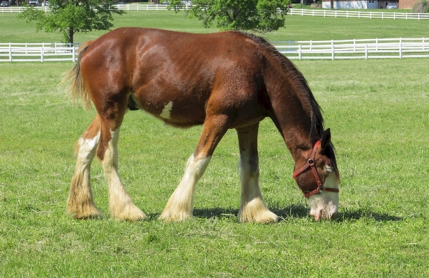 Grass fence field farm Photo