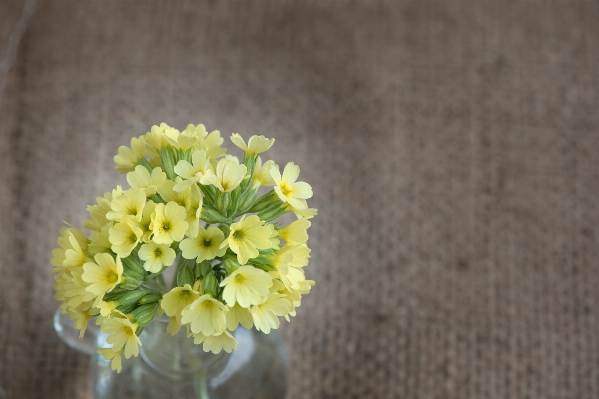 Blossom plant flower petal Photo