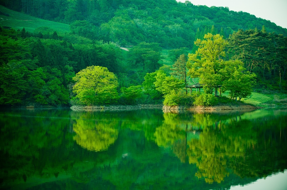 風景 木 水 自然