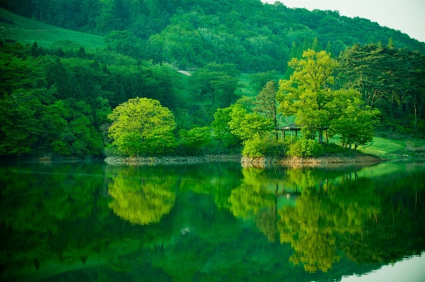 風景 木 水 自然 写真