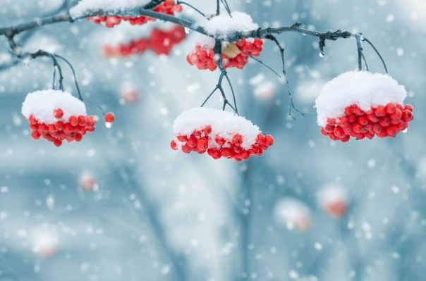 Landscape nature branch blossom Photo