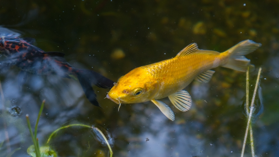 Water pond swim yellow