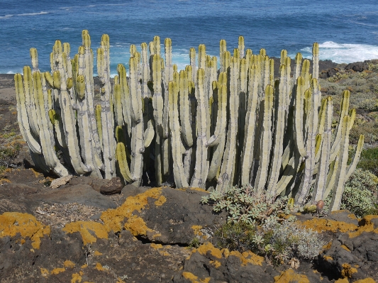 海 海岸 rock とげのある
 写真