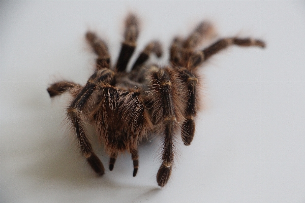 Foto Capelli fotografia fauna invertebrato