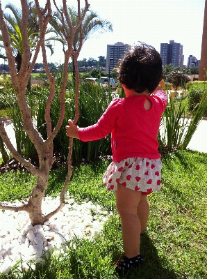 Foto árbol naturaleza planta chica