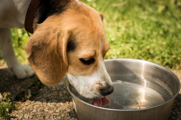 Water puppy dog mammal Photo