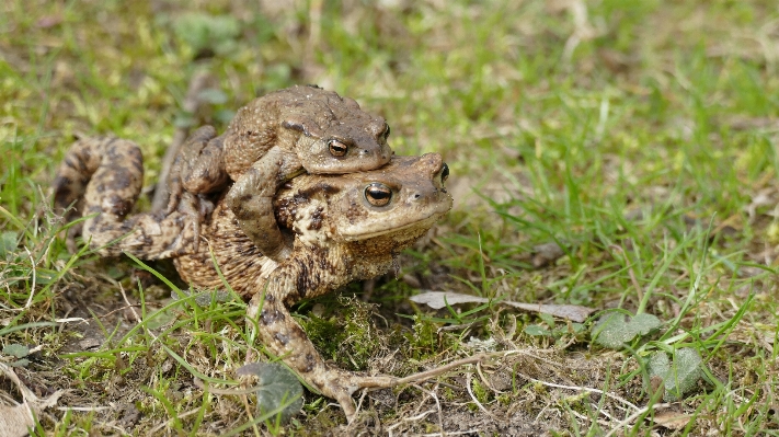 Photo Nature faune couple conduire