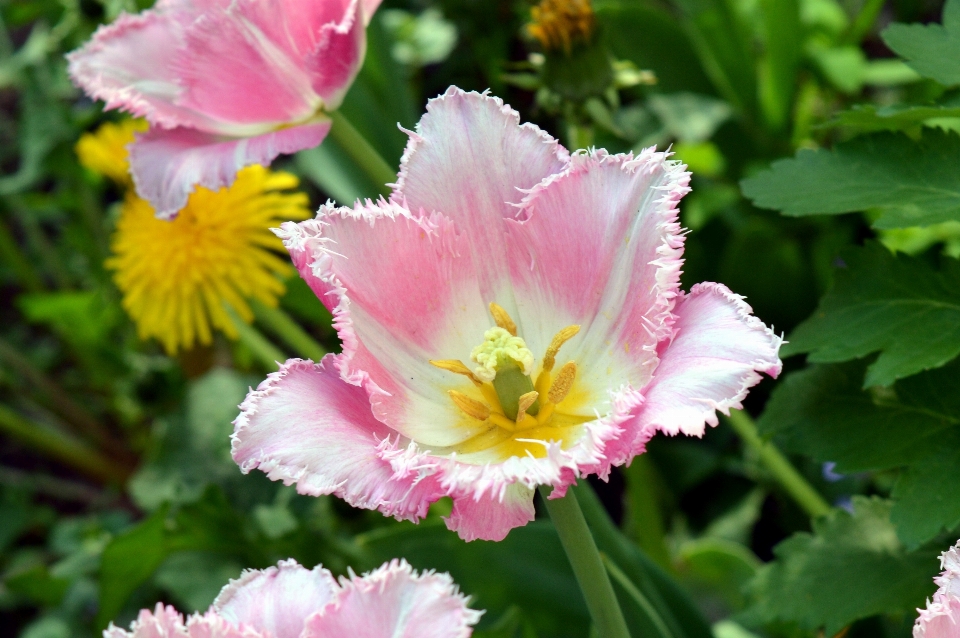 Natura fiore pianta bianco