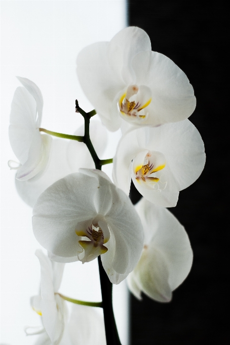 Blossom plant white flower