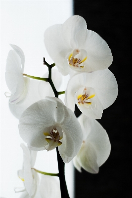 花 植物 白 花弁 写真