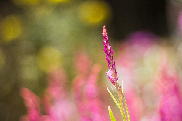 Table sea tree grass Photo