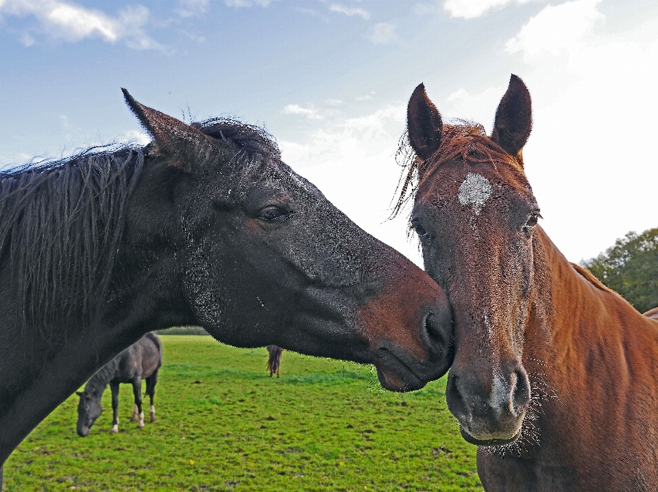 Portrait pasture grazing horse