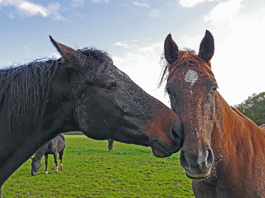 Portrait pasture grazing horse Photo