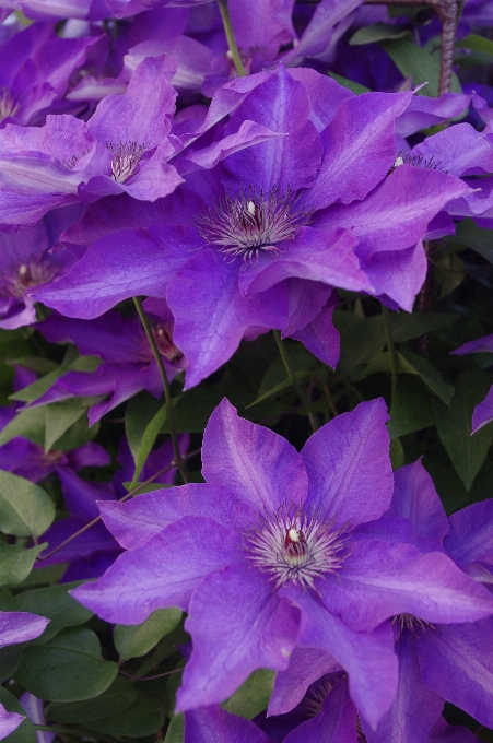 Naturaleza planta flor pétalo