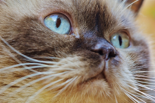 甘い かわいい 毛皮 子猫 写真