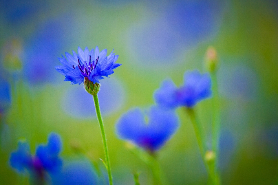 Nature grass blossom plant