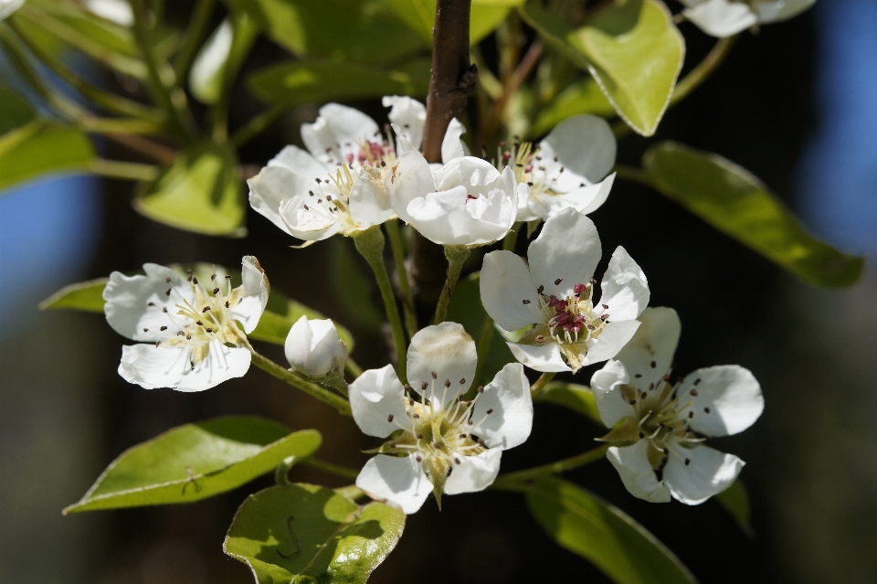 Apple baum natur zweig