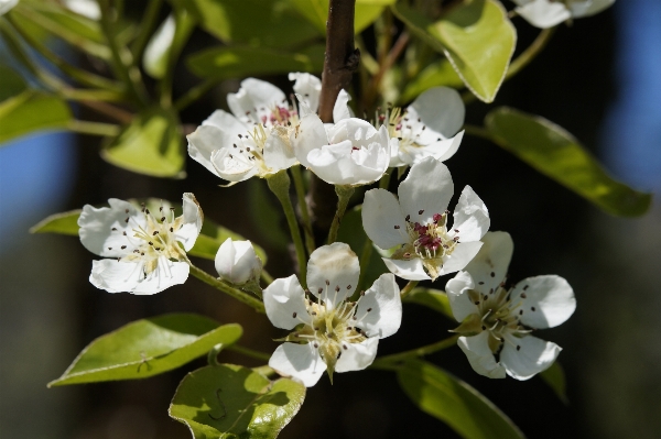 Apple tree nature branch Photo