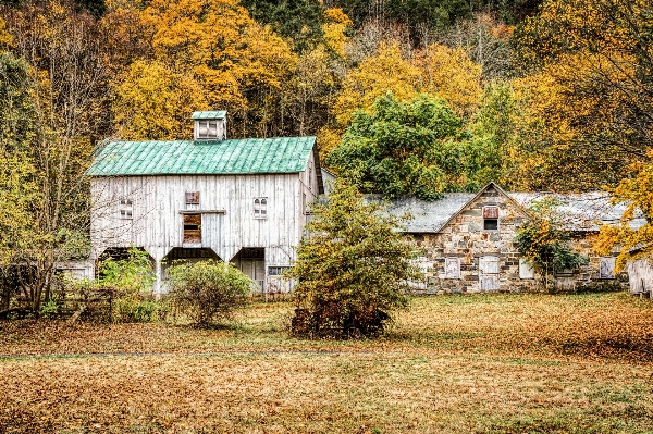 Landscape tree plant farm Photo