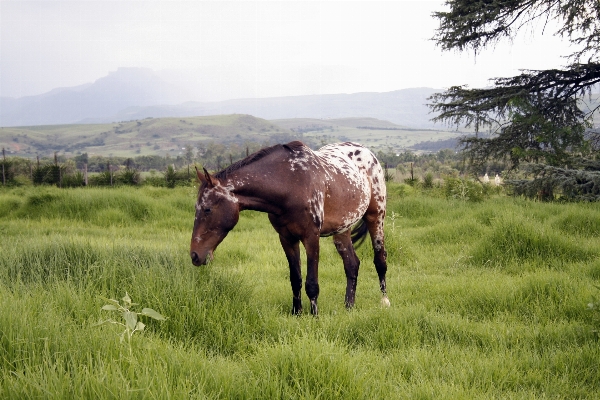 Landscape nature grass outdoor Photo