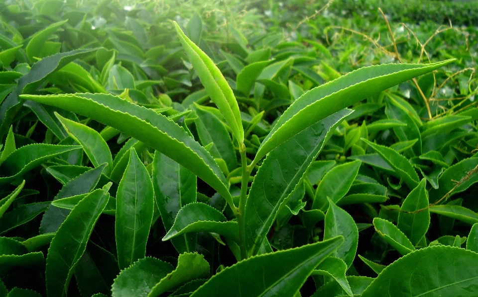 Alam rumput tanaman halaman