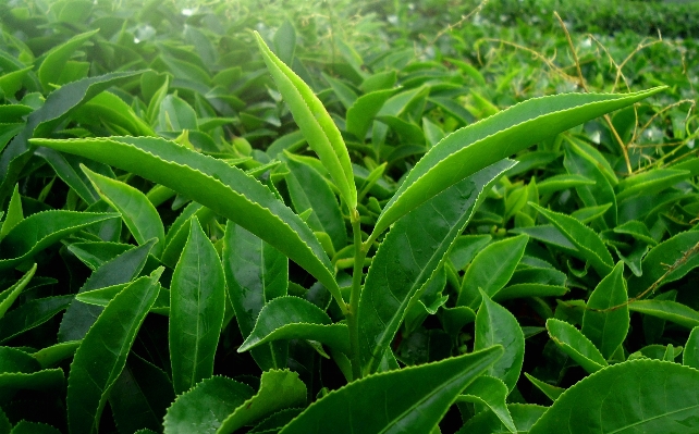 Foto Alam rumput tanaman halaman