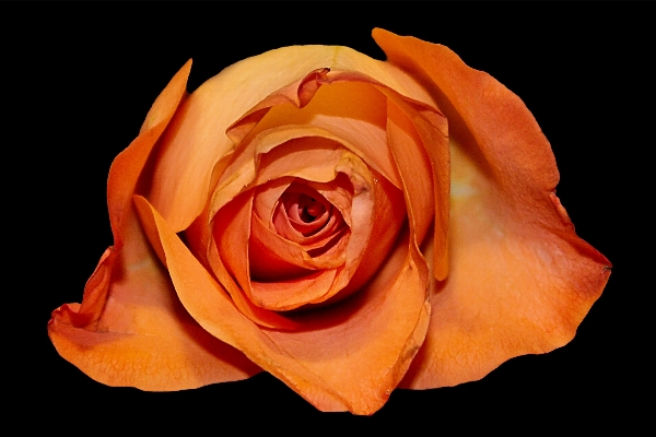 Blossom plant flower petal Photo