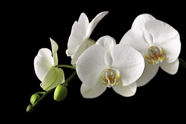 花 植物 白 花弁 写真