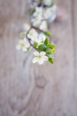 Branch blossom plant white Photo