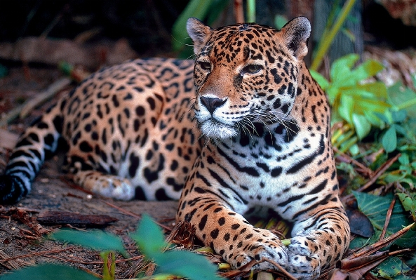 Foto Natura guardare animali selvatici zoo