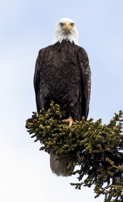 árbol naturaleza pájaro ala