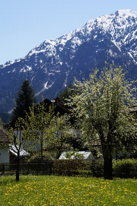 Paysage arbre nature région sauvage
