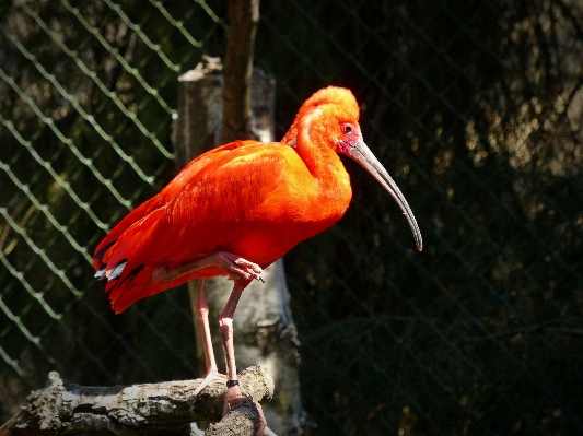 Vogel tierwelt zoo orange Foto