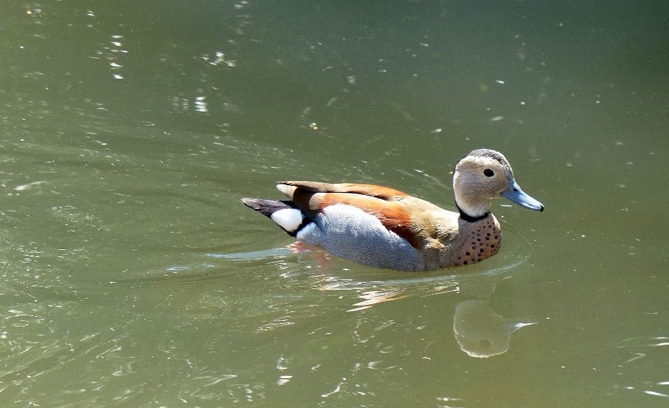 水 鳥 野生動物 嘴