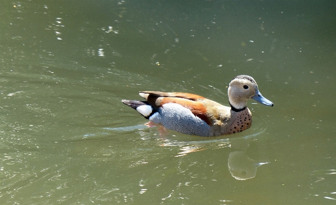 水 鳥 野生動物 嘴 写真