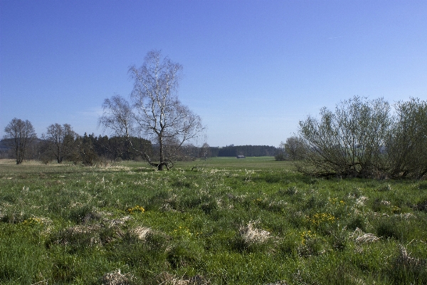 Landscape tree nature grass Photo