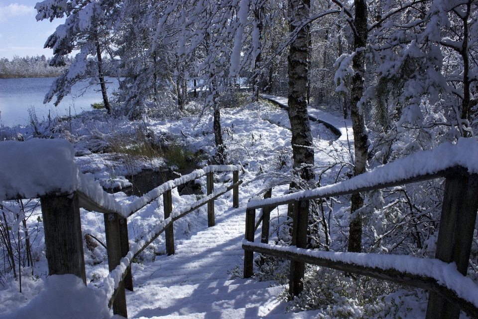 Paisaje árbol bosque pantano
