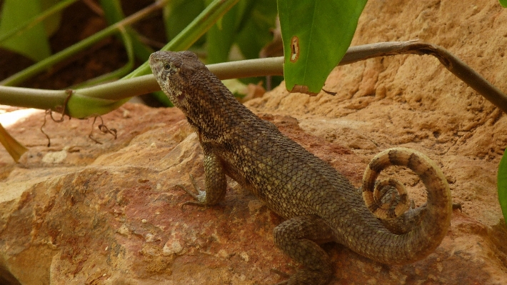 Animal wildlife reptile scale Photo