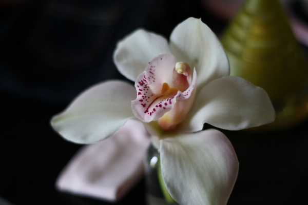 花 植物 写真撮影 花弁 写真