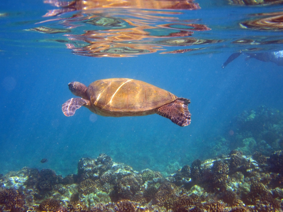 Mar água animal embaixo da agua