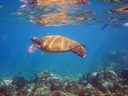 Sea water animal underwater Photo