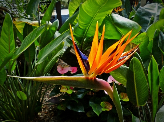 Blossom plant leaf flower Photo