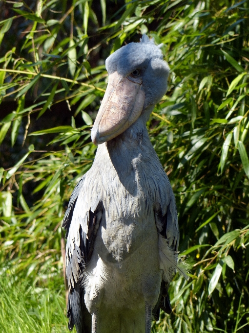 Vogel tier seevogel
 tierwelt