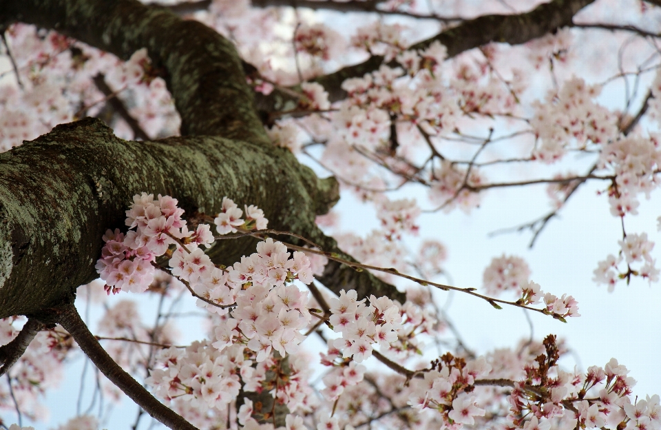 Landscape tree nature branch