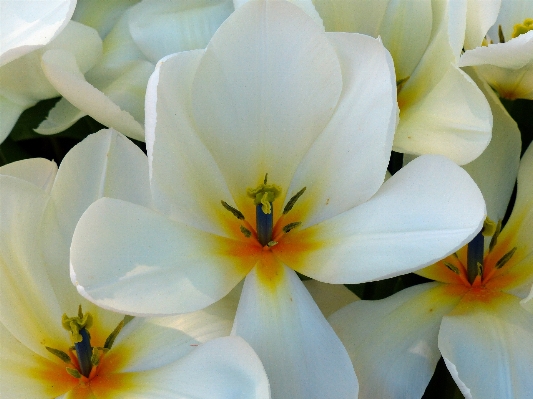 Blossom plant white flower Photo